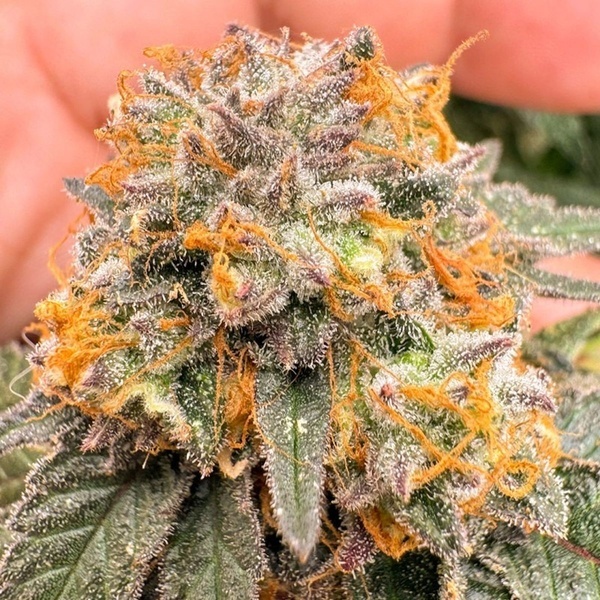 Auto Kingston Punch (Dutch Passion) Feminizowane