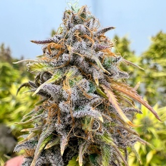 Auto Kingston Punch (Dutch Passion) Feminizowane
