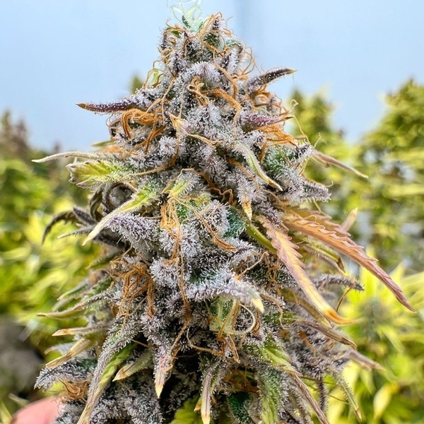 Auto Kingston Punch (Dutch Passion) Feminizowane