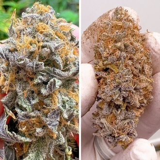 Auto Kingston Punch (Dutch Passion) Feminizowane