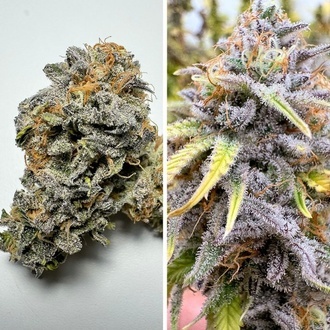 Auto Kingston Punch (Dutch Passion) Feminizowane