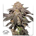 Kingston Punch (Dutch Passion) Feminizowane