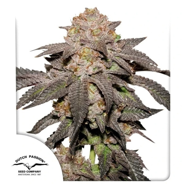 Kingston Punch (Dutch Passion) Feminizowane