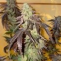 Kingston Punch (Dutch Passion) Feminizowane