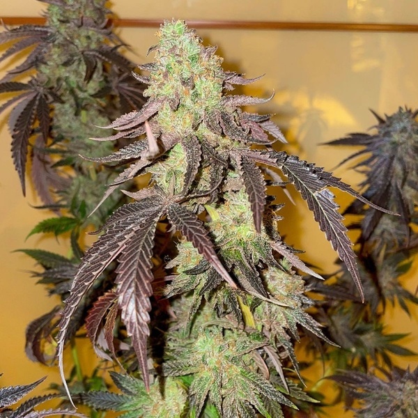 Kingston Punch (Dutch Passion) Feminizowane