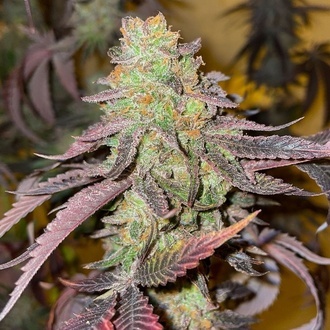 Kingston Punch (Dutch Passion) Feminizowane