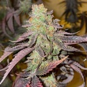 Kingston Punch (Dutch Passion) Feminizowane