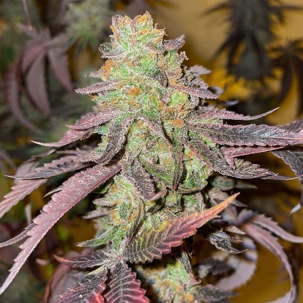 Kingston Punch (Dutch Passion) Feminizowane