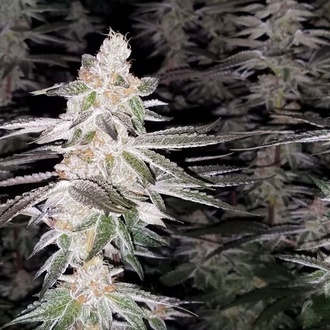 Kingston Punch (Dutch Passion) Feminizowane