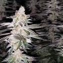 Kingston Punch (Dutch Passion) Feminizowane