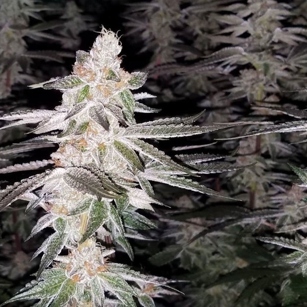 Kingston Punch (Dutch Passion) Feminizowane