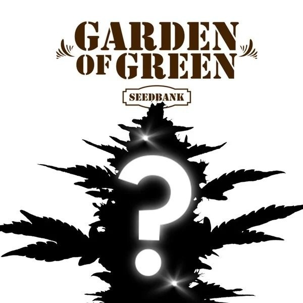 CBD Nasiono Niespodzianka 1 (Garden of Green)