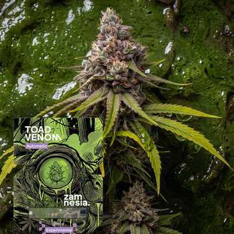 Toad Venom Automat (Zamnesia Seeds) Feminizowane