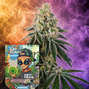Cap Junky Automat (Zamnesia Seeds) Feminizowane