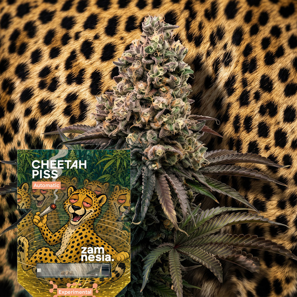 Cheetah Piss Automat (Zamnesia Seeds) Feminizowane