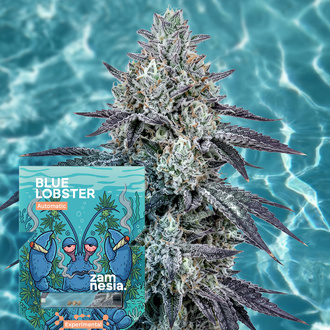 Blue Lobster Automat (Zamnesia Seeds) Feminizowane