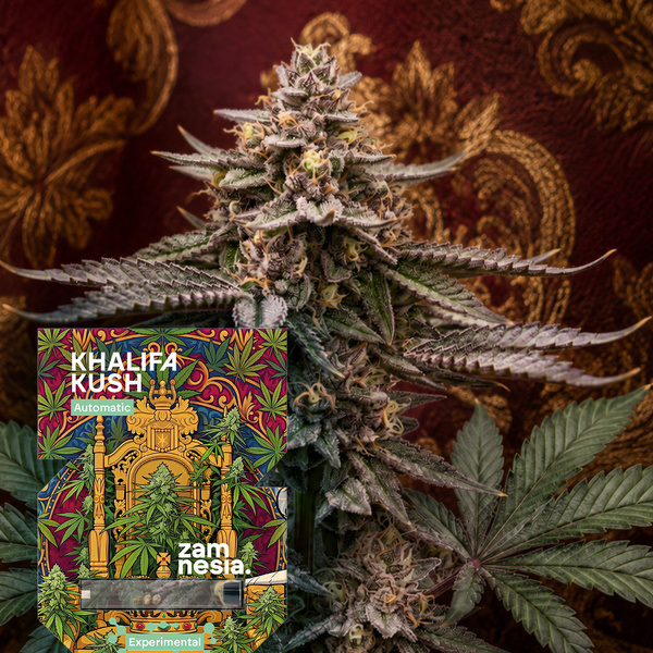 Khalifa Kush Automat (Zamnesia Seeds) Feminizowane