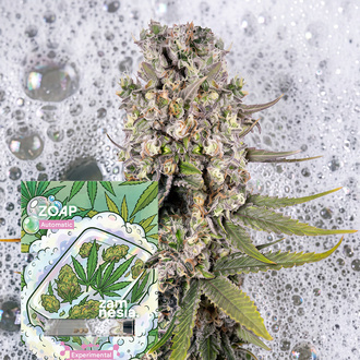 Zoap Automat (Zamnesia Seeds) Feminizowane