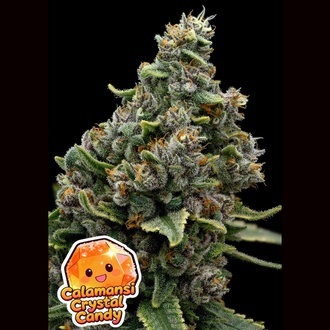 Calamansi Crystal Candy (Anesia Seeds) Feminizowane
