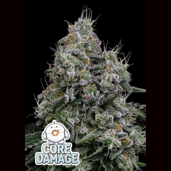 Core Damage (Anesia Seeds) Feminizowane