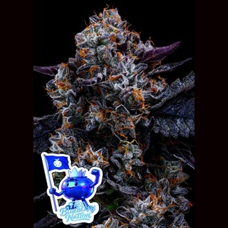 Darmowe nasiona marihuany feminizowane Free Blueberry Nation (Anesia Seeds)