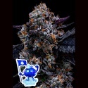 Darmowe nasiona marihuany feminizowane Free Blueberry Nation (Anesia Seeds)