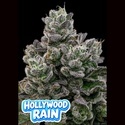 Hollywood Rain (Anesia Seeds) Feminizowane