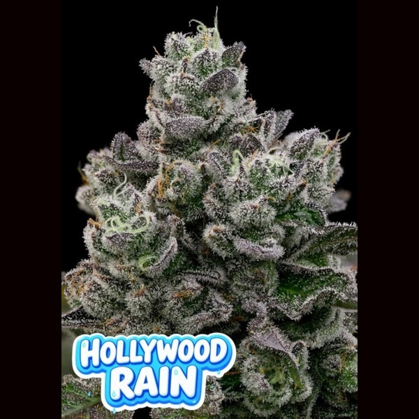 Hollywood Rain (Anesia Seeds) Feminizowane