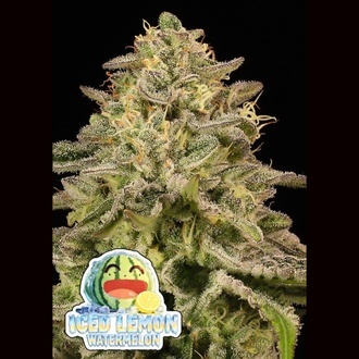 Iced Lemon Watermelon (Anesia Seeds) &ndash; nasiona marihuany feminizowane