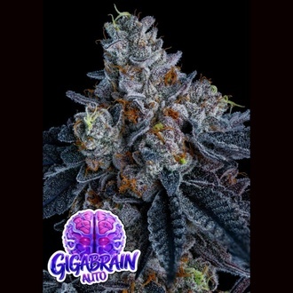 Giga Brain Auto (Anesia Seeds) Feminizowane