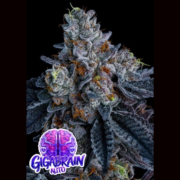 Giga Brain Auto (Anesia Seeds) Feminizowane