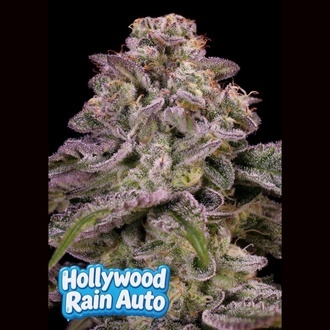 Hollywood Rain Auto (Anesia Seeds) Feminizowane