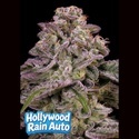 Hollywood Rain Auto (Anesia Seeds) Feminizowane