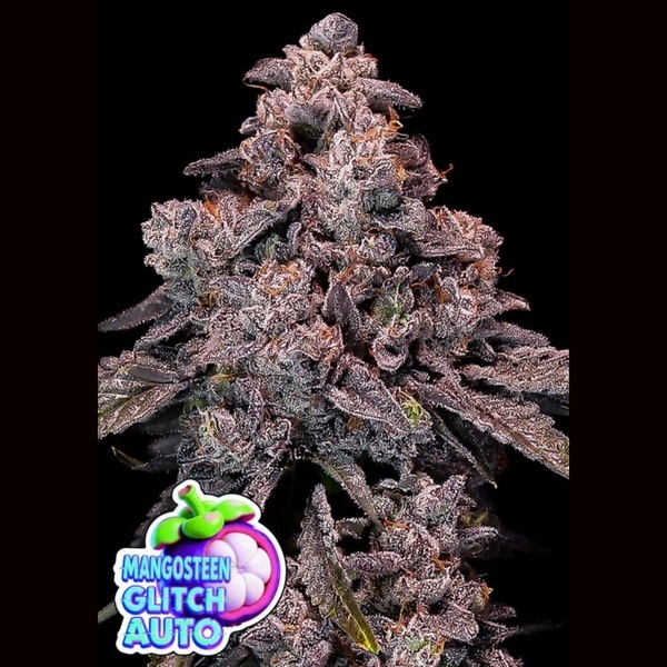 Mangosteen Glitch Auto (Anesia Seeds) Feminizowane
