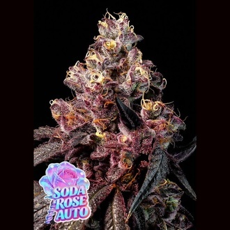 Soda Rose Auto (Anesia Seeds) feminizowane