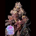 Soda Rose Auto (Anesia Seeds) feminizowane