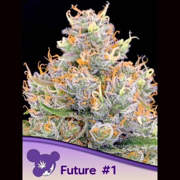 Future #1 (Anesia Seeds) Feminizowane