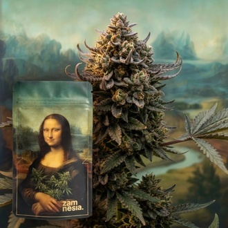 Lisa's Secret (Zamnesia Seeds) Feminizowane