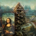 Lisa's Secret (Zamnesia Seeds) Feminizowane
