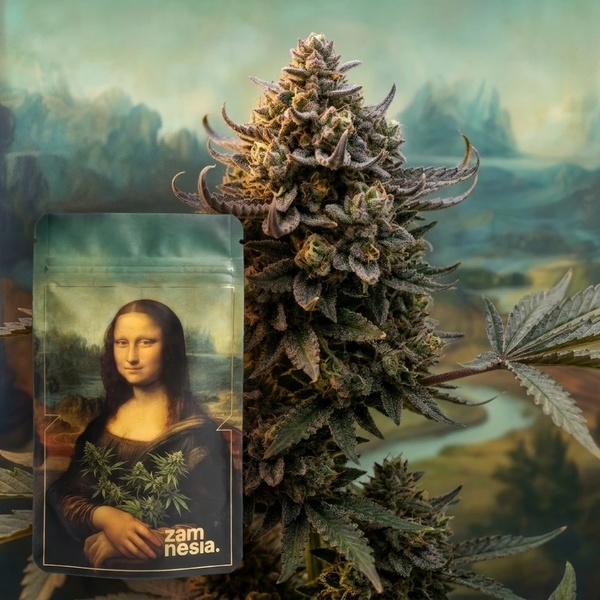 Lisa's Secret (Zamnesia Seeds) Feminizowane