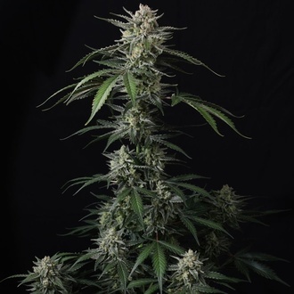 Banana Guava Auto (Fast Buds) Feminizowane