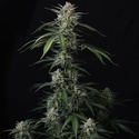 Banana Guava Auto (Fast Buds) Feminizowane