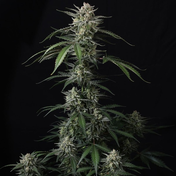 Banana Guava Auto (Fast Buds) Feminizowane