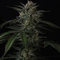 Banana Guava Auto (Fast Buds) Feminizowane