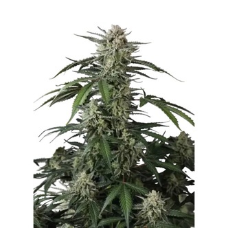 Banana Guava Auto (FastBuds) feminizowane