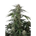 Banana Guava Auto (Fast Buds) Feminizowane