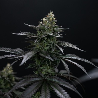 Biscotti Gelato (Fast Buds) Feminizowane