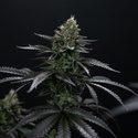 Biscotti Gelato (Fast Buds) Feminizowane