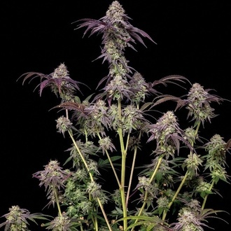 Biscotti Gelato (Fast Buds) Feminizowane