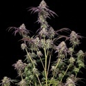 Biscotti Gelato (Fast Buds) Feminizowane
